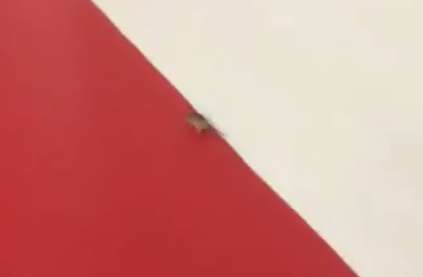 Une souris se glisse dans le vestiaire nantais