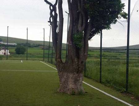 Un chêne au milieu d&rsquo;un terrain en Roumanie