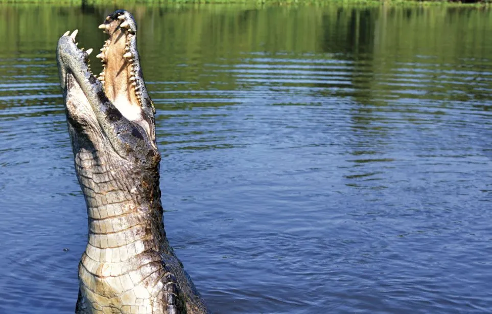 Ah les crocrocro, les crocrocro, les crocodiles