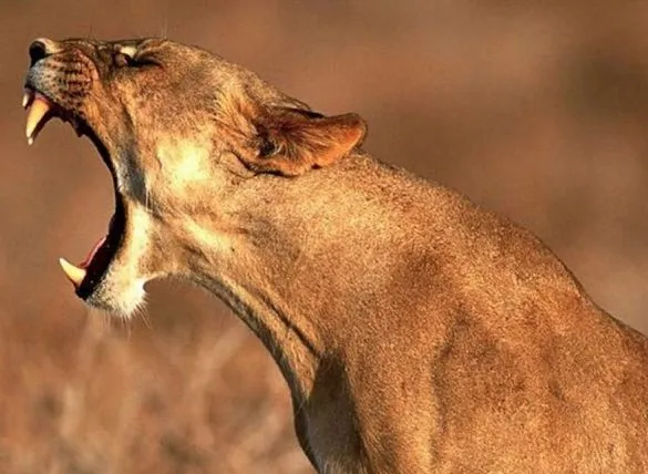 Aurier refait surface