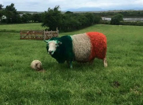 Les moutons irlandais sont dans leur match