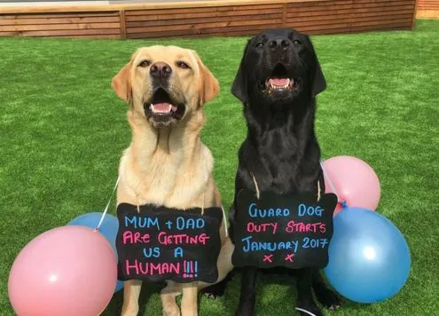 Kane annonce sa future paternité grâce à ses chiens