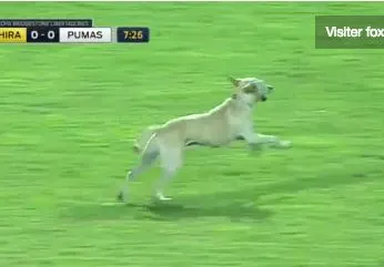 Un chien s&rsquo;incruste dans un match de Copa Libertadores