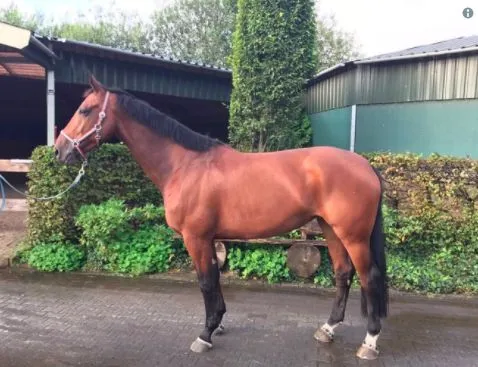 Ibrahimović investit dans le hippisme