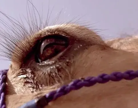 Quand les joueurs du PSG font une course de dromadaires