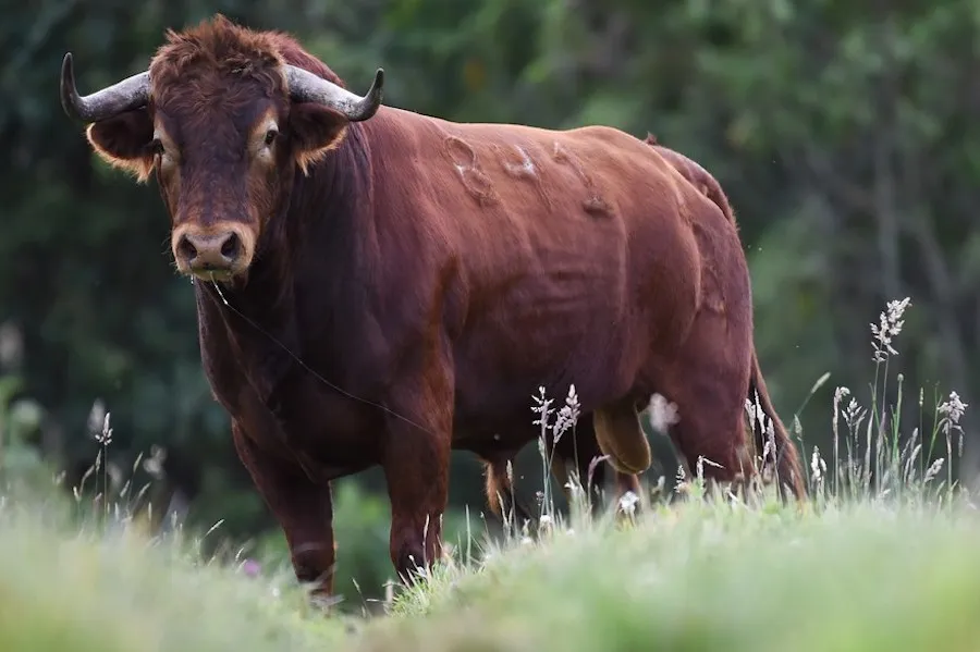 Gwendal : «<span style="font-size:50%">&nbsp;</span>On a peut-être eu les cornes plus grandes que le ventre<span style="font-size:50%">&nbsp;</span>»