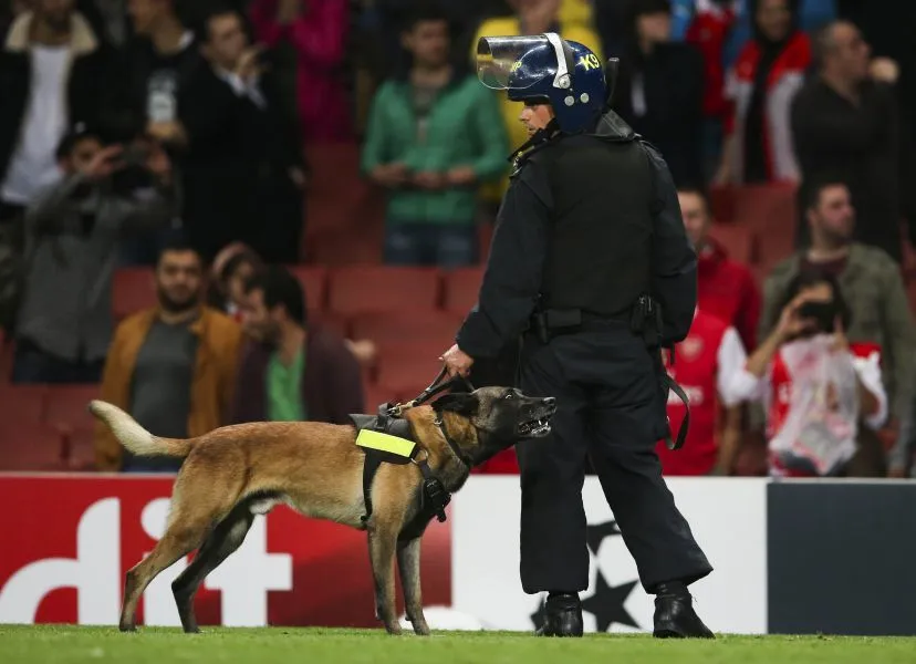 Un chien tacle un joueur en D4 roumaine